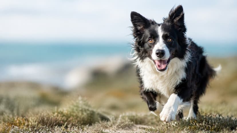 Adopcje, które mają lepszy start