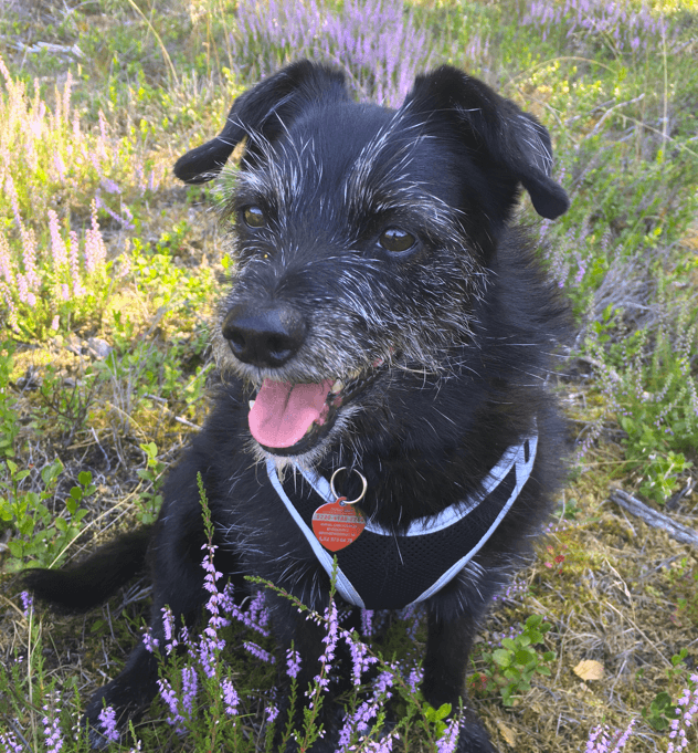 Szczęśliwy pies po adopcji